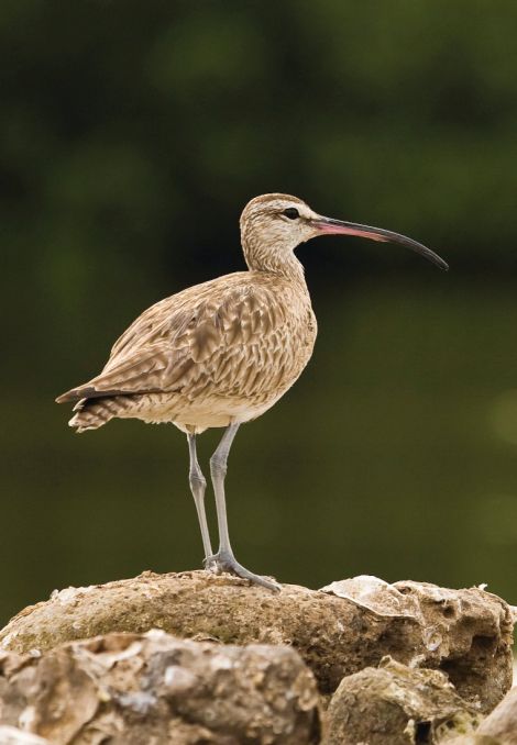 The 300 pairs of whimbrel nesting in Shetland form 95 per cent of the UK polulation - Photo: Viking Energy