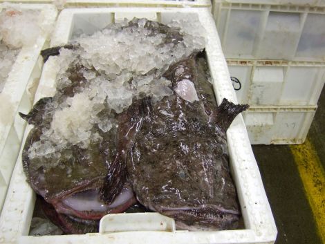 Monkfish is one of the most valuable species landed by the Shetland whitefish fleet - Photo: Shetland News
