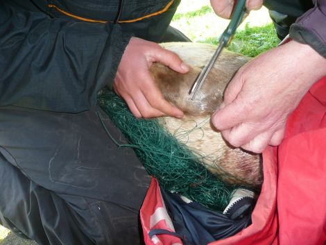 Cutting away the monofilament net. Pic. Shetland News