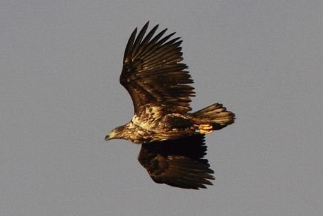 A genuine sea eagle from Norway photographed on Unst on New Year's Day. Pic. Rob Brookes/Shetland Nature
