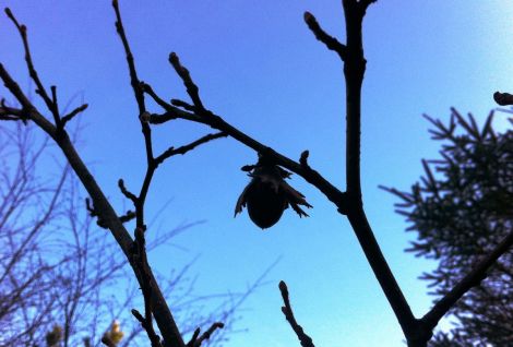 A solitary hazelnut silhouetted against the sky in the Loch of Voe woodland. Photo Shetland Amenity Trust