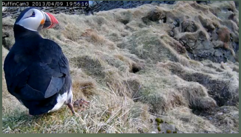 This puffin was caught on Puffincam 3 in early April shortly after the birds arrived to breed in Shetland. Photo Promote Shetland