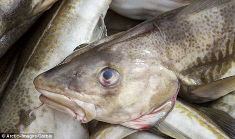 The biomass of cod in the North Sea is now three times larger than in 2006.