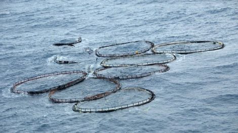 Meridian Salmon lost an entire fish farm to the 100mph gales at Christmas 2011.