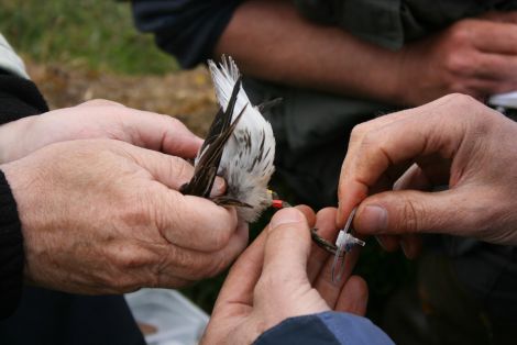 The bird was tagged on the island of Fetlar in 2012.