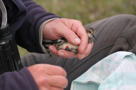 The tagged red-necked phalarope made a 16,000 miles round trip - Photos: Adam Rowlands/RSPB