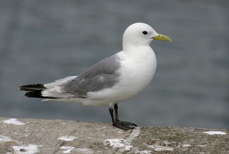 The kittiwake faces extinction in the northern isles if current climate trends continue. Photo Ian Jackson