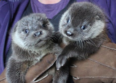 Otter cubs Joey and Thea were taken into the sanctuary's care last month.