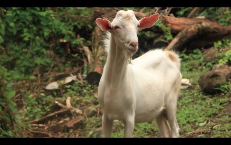 A Grenadian goat.