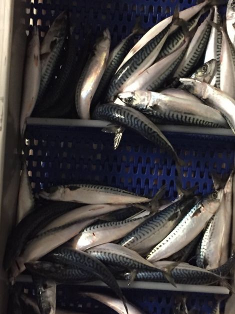 Mackerel being pumped into the factory which can process up to 1,000 tonnes a day.