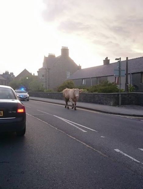 The bull being pursued by a police car. Photo: Hugh Sim