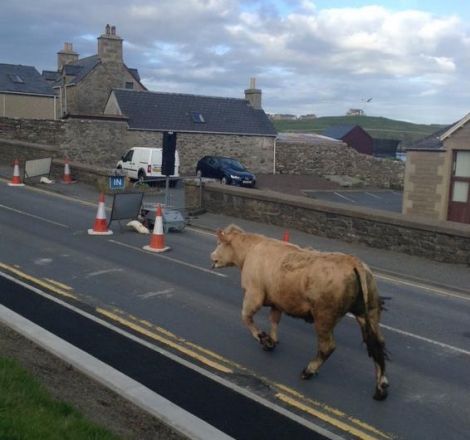 The bull on the loose at Lerwick's South Road on Tuesday evening. Photo: Fraser Tait
