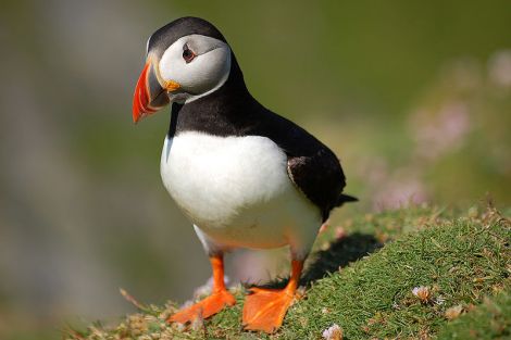 The number of breeding puffins on Fair Isle have halved to 10,000 - Photo: ShetNews