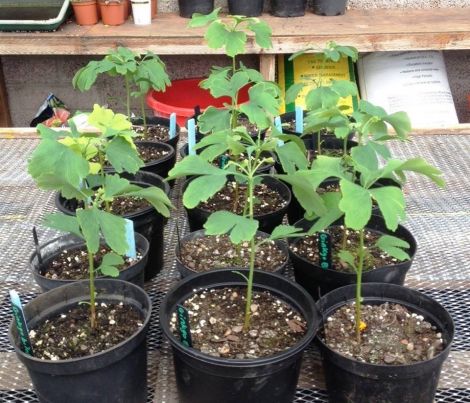 Ginko seedlings from Hiroshima at a Shetland Amenity Trust greenhouse.
