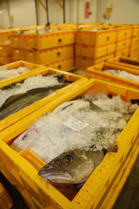 More fish is landed in Shetland than in England, Wales and Northern Ireland together - Photo: SSPO
