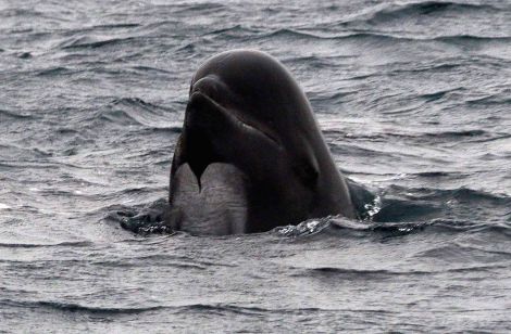One of the 50 pilot whales seen off Whalsay on Monday morning - all Photos: Ivan Reid