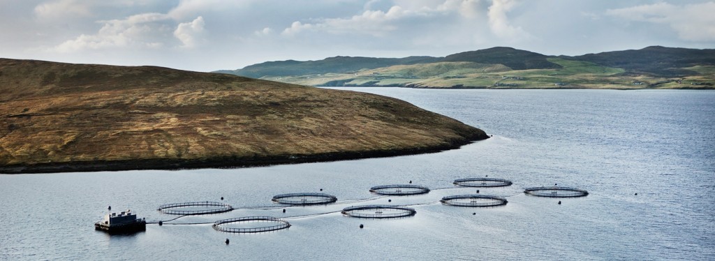 Competition regulator assesses salmon company takeover