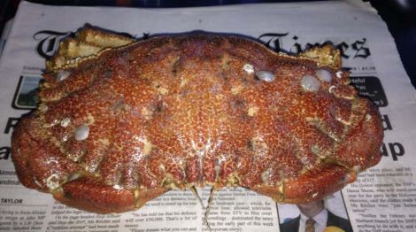 Karl Dalziel's toothed rock crab languishes on a recent copy of The Shetland Times. Photo NAFC Marine Centre