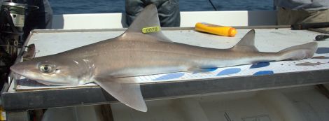 A starry smooth hound shark, but not the one caught by Arcturus.