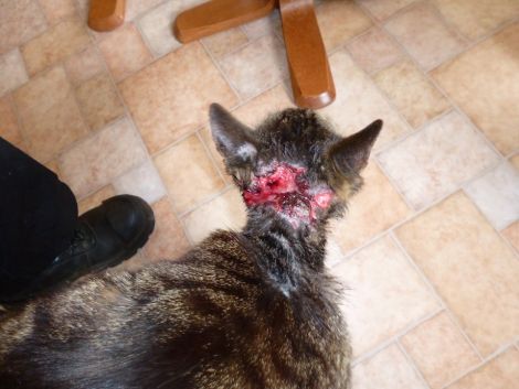 The SSPCA supplied this photograph to show the extent of the wounds Stripe the cat was suffering from.