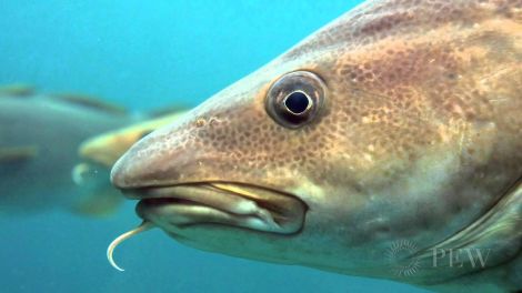 Cod: one of the choke species likely to pose a considerable threat to fishermen in the event of a discard ban.