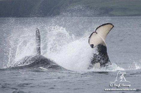 A selection of killer whale photos taken by Hugh Harrop in recent days.