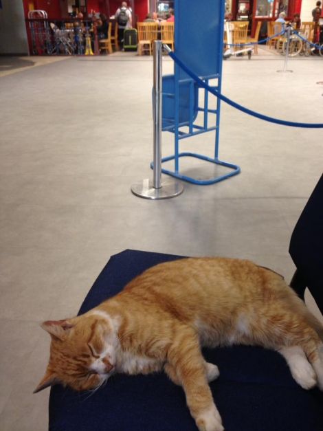 Tigger making himself comfortable inside the terminal building.