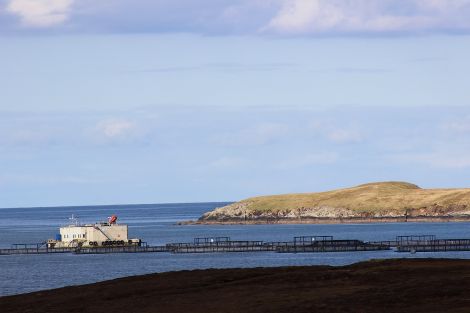 A salmon farm in Vidlin voe. Although technological developments may make it possible in the future, the industry says there are no imminent plans for a huge salmon farm.