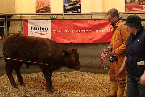 Jamie Halcrow of J&DS Halcrow with his prize winning bull. Looking on is yard coordinator Lauraine Manson. Photos: Hans J. Marter/Shetland News.