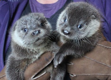 Otter cub siblings Joey and Thea were reunited at the sanctuary back in 2014.