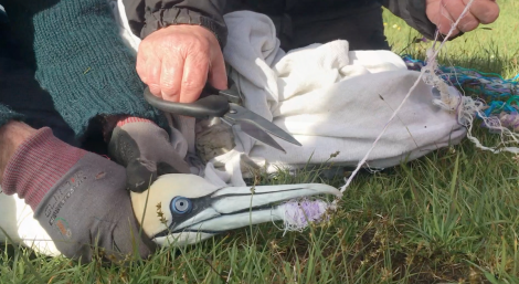 The gannet had to br freed from the rope using a pair of scissors and a sharp knife. Photo: Hillswick Wildlife Sanctuary