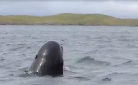 A screenshot of the pilot whale looking for a way out of Vidlin Voe. Image: Hillswick Wildlife Sanctuary