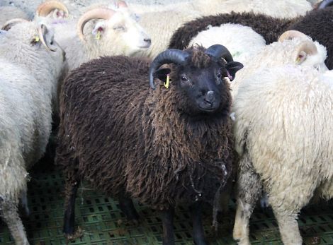 Shetland sheep is one of the breeds that could be marketed as islands meat. Photo: Shetland News