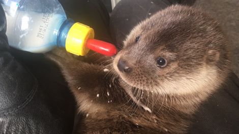 Rocky the otter was rescued from Skeld caravan park last month. Photo: HWS