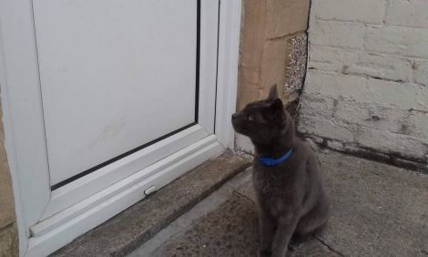 Alison Cole had moved on to Orkney thinking she would see her cat Boris never again. Photo: Cat Protection 