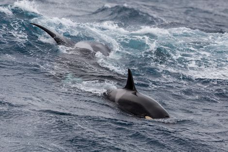 Orcas are regularly seen by the crews of pelagic trawlers.