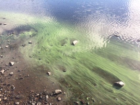 Algal scum along the shoreline of Burga Water, Vidlin. Photo: Monique Hunter