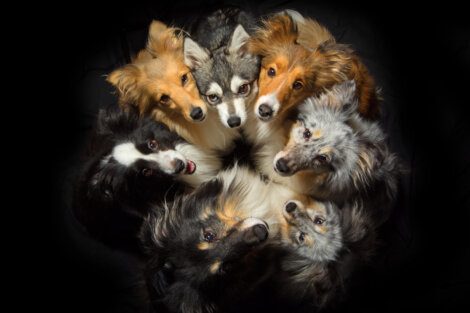 A group of dogs in a circle on a black background.