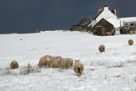 A group of sheep grazing in the snow.