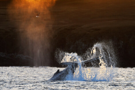 A humpback whale jumping out of the water at sunset.