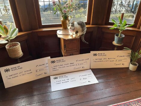A cat sits on a wooden floor with two cheques in front of it.