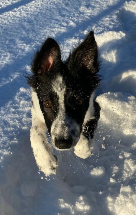 A black and white dog running through the snow.