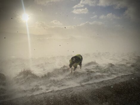 A dog is walking through the snow on a road.