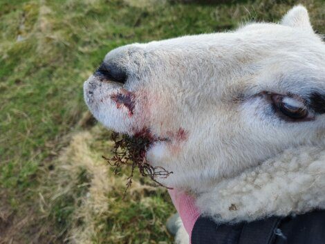 Sheep with a facial injury and some plant matter adhered near its mouth.